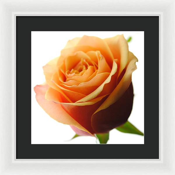 Orange Rose On White - Framed Print