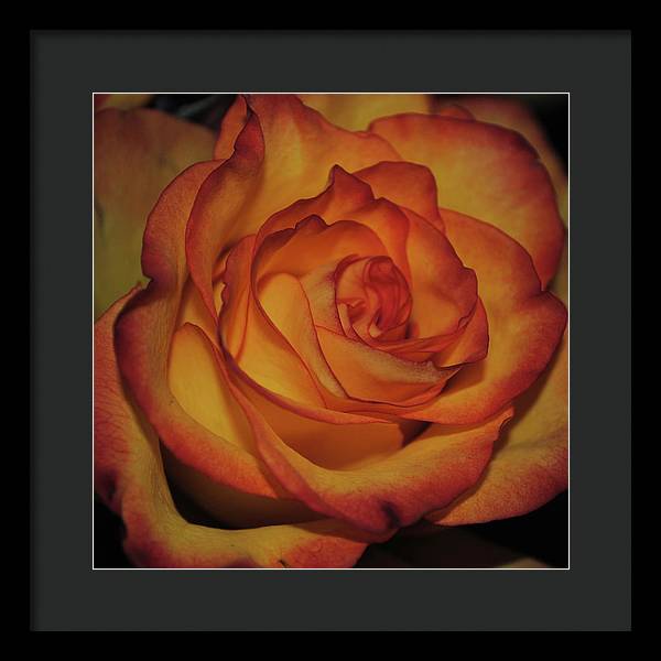 Orange Rose Portrait - Framed Print