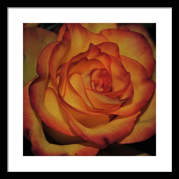 Orange Rose Portrait - Framed Print