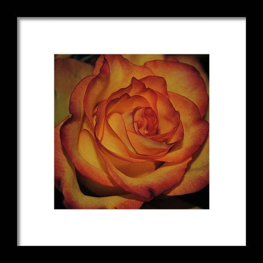 Orange Rose Portrait - Framed Print