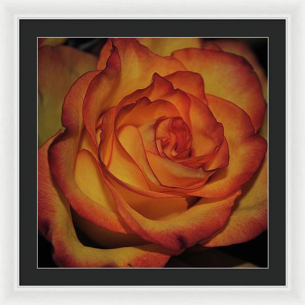 Orange Rose Portrait - Framed Print