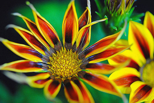 Orange and Yellow Flower Digital Image Download