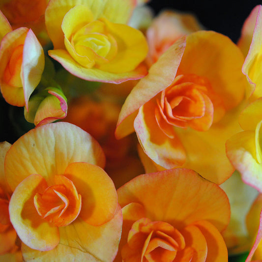 Orange Begonias Digital Image Download