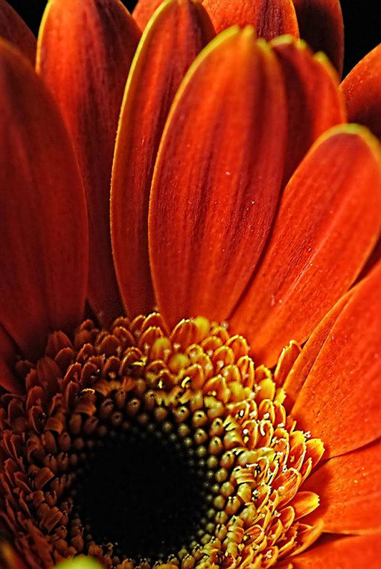 Orange daisy Close Up Digital Image Download