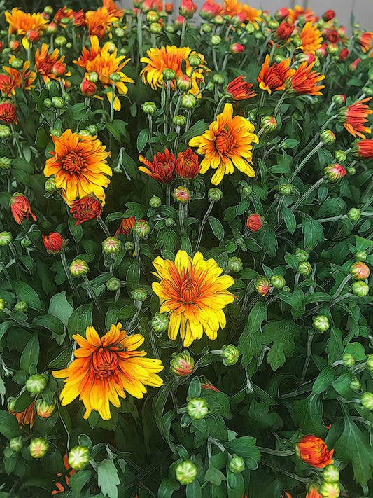 Orange Fall Mums Opening Digital Image Download