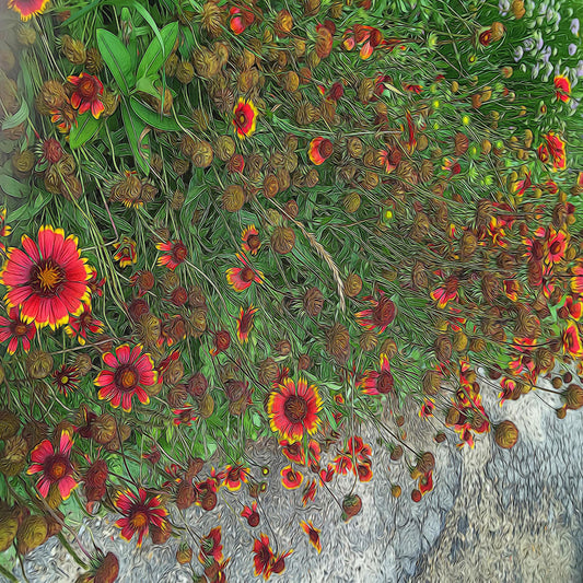 Orange Flower Garden Digital Image Download