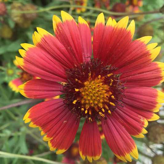 Orange Red Flower Digital Image Download