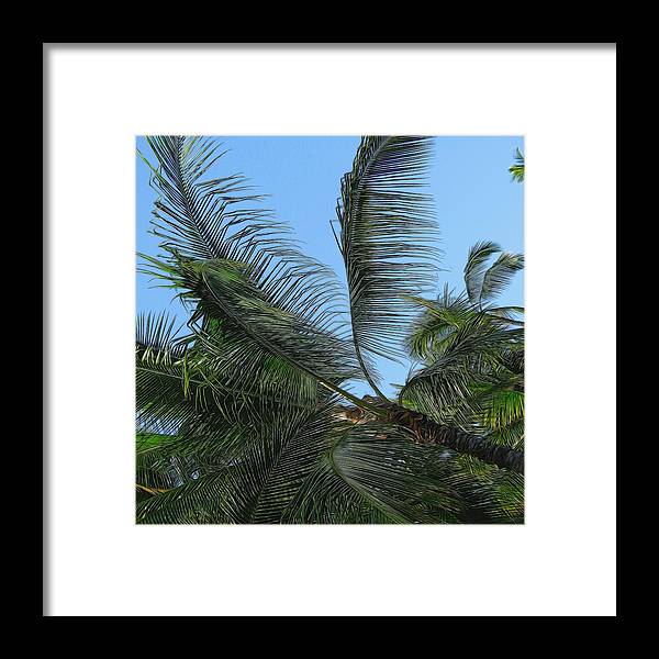 Palm Tree - Framed Print
