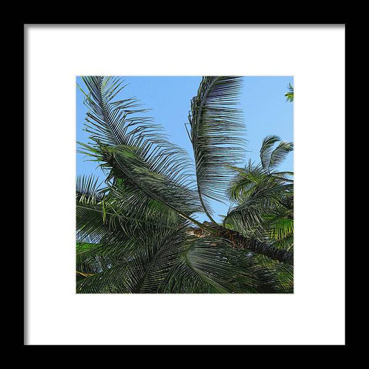 Palm Tree - Framed Print
