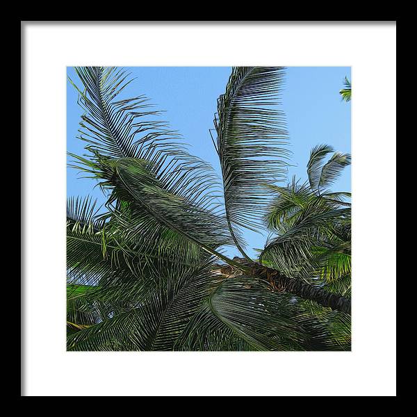 Palm Tree - Framed Print