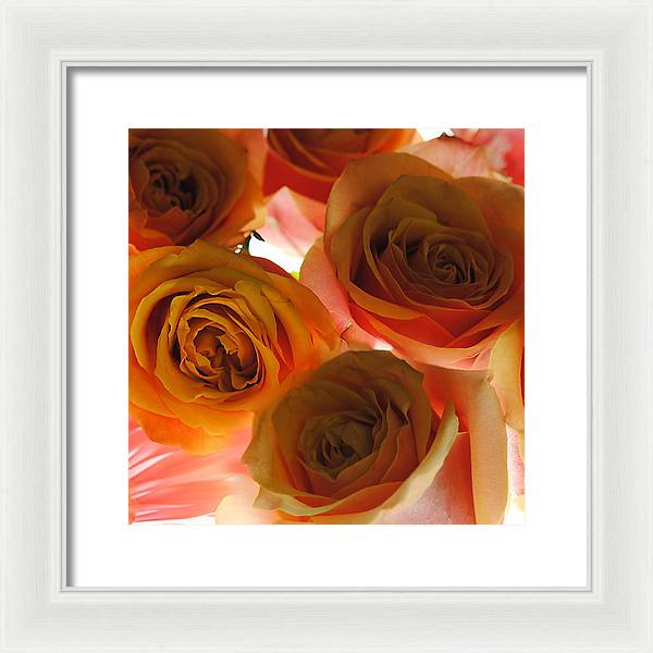 Pastel Pink and Orange Roses on White - Framed Print