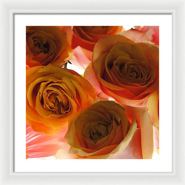 Pastel Pink and Orange Roses on White - Framed Print