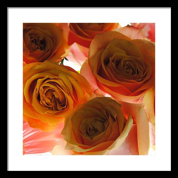 Pastel Pink and Orange Roses on White - Framed Print