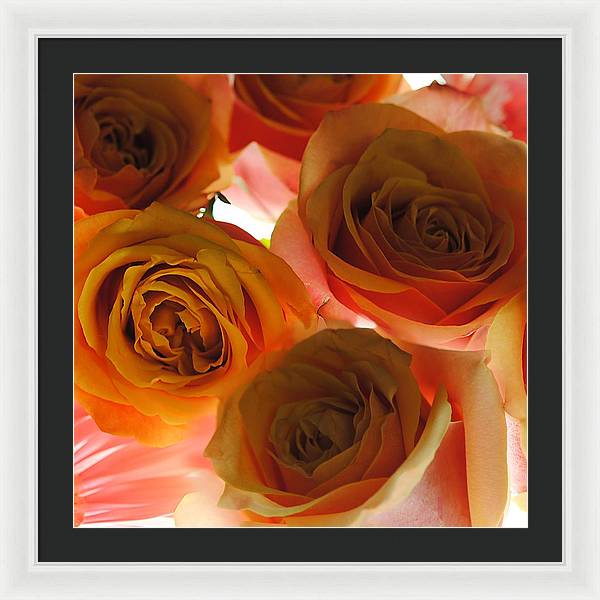 Pastel Pink and Orange Roses on White - Framed Print