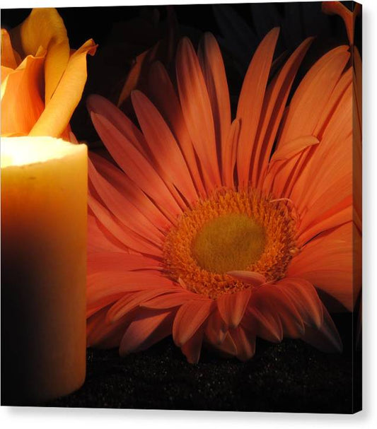 Pastel Pink Daisy With Candle - Canvas Print