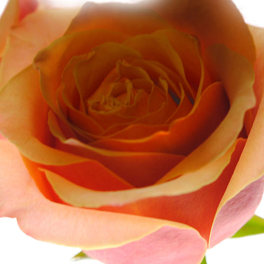 Pastel Pink and Orange Rose Close Up Digital Image Download