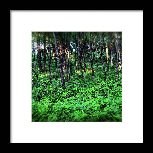 Patchy Sunlight in The Woods - Framed Print