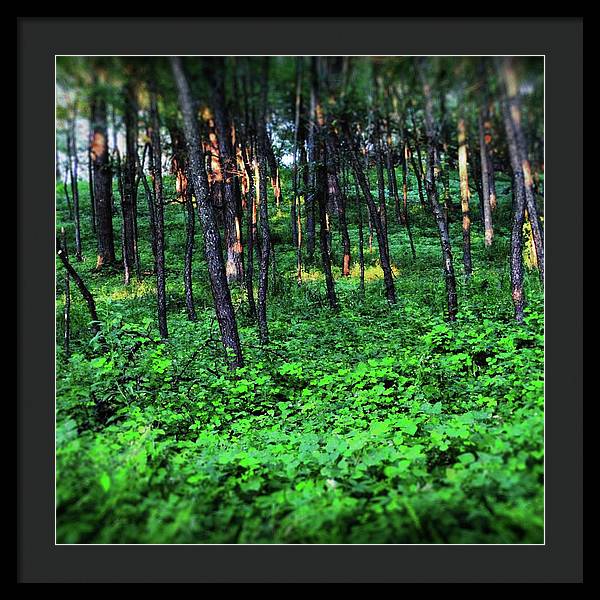 Patchy Sunlight in The Woods - Framed Print