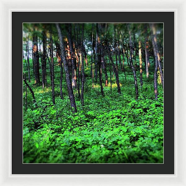 Patchy Sunlight in The Woods - Framed Print