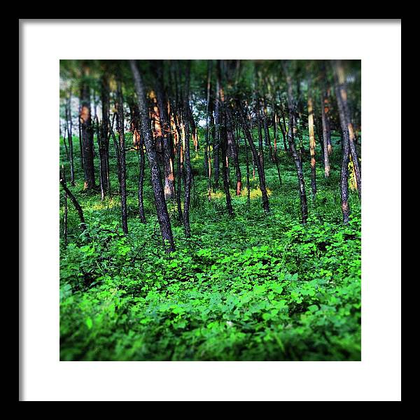 Patchy Sunlight in The Woods - Framed Print
