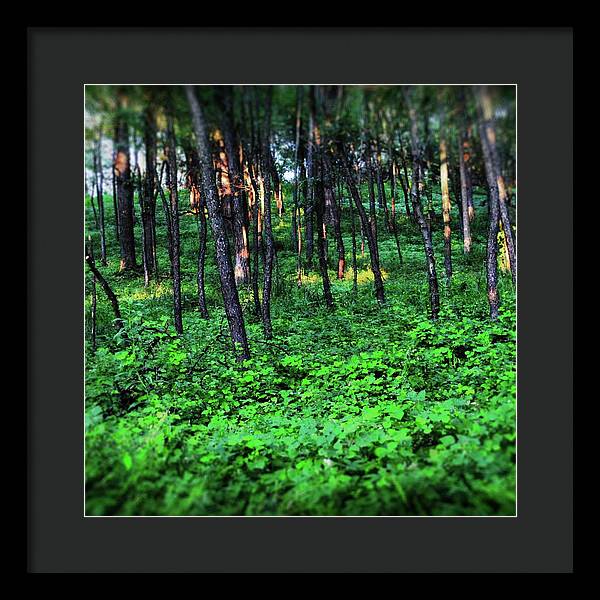 Patchy Sunlight in The Woods - Framed Print