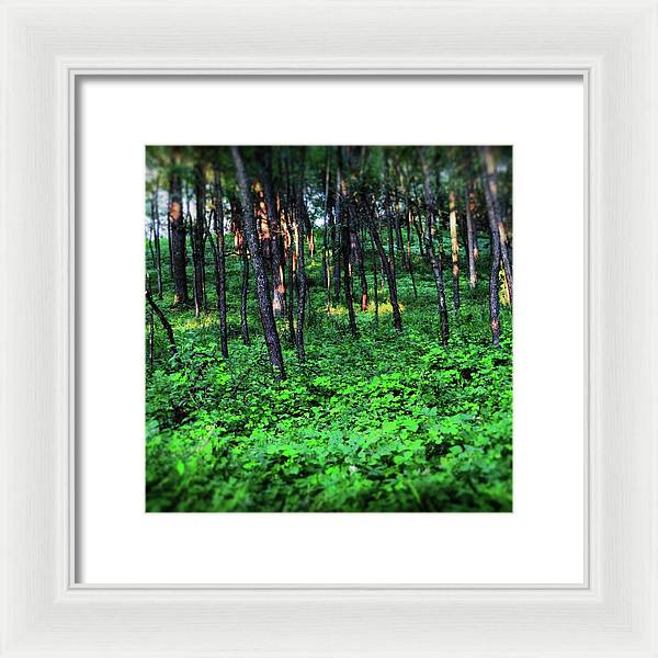 Patchy Sunlight in The Woods - Framed Print