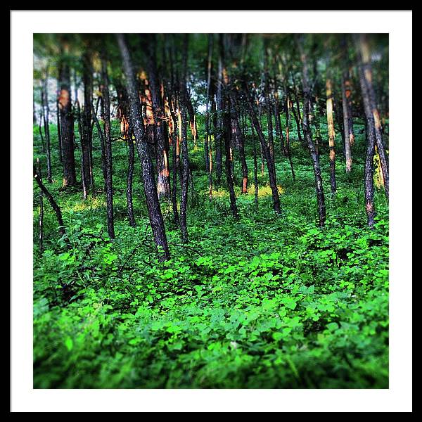 Patchy Sunlight in The Woods - Framed Print