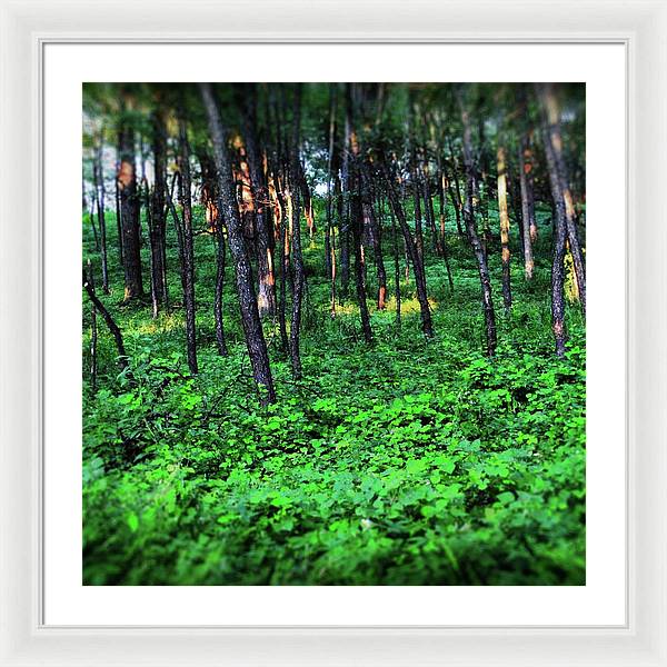 Patchy Sunlight in The Woods - Framed Print