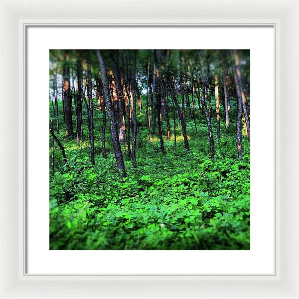 Patchy Sunlight in The Woods - Framed Print