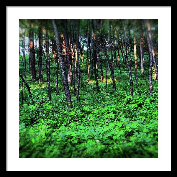 Patchy Sunlight in The Woods - Framed Print