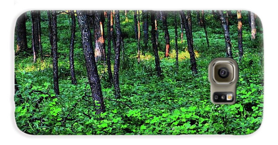 Patchy Sunlight in The Woods - Phone Case