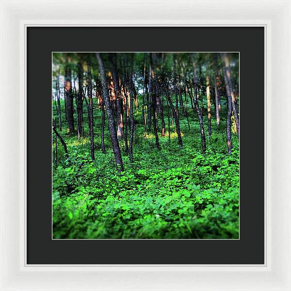 Patchy Sunlight in The Woods - Framed Print