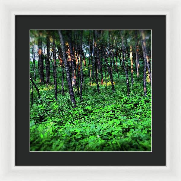 Patchy Sunlight in The Woods - Framed Print