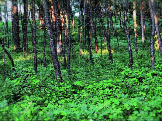 Patchy Sunlight in The Woods - Puzzle