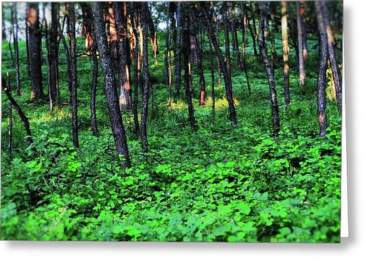Patchy Sunlight in The Woods - Greeting Card