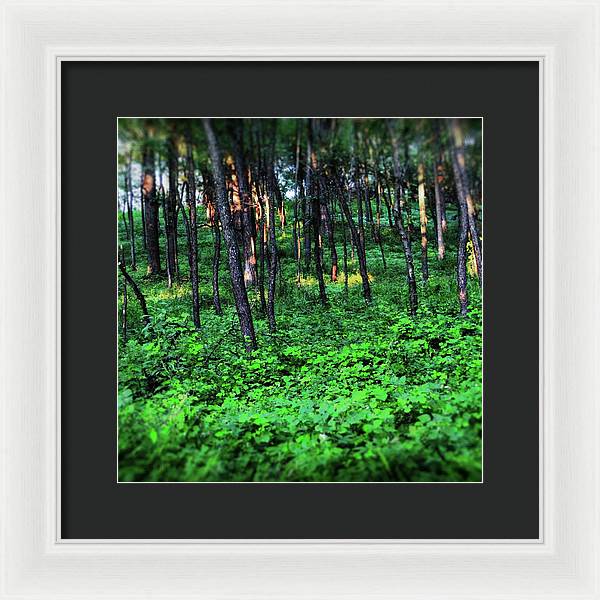Patchy Sunlight in The Woods - Framed Print