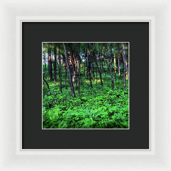 Patchy Sunlight in The Woods - Framed Print