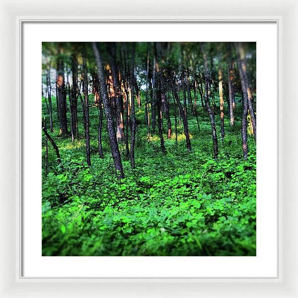 Patchy Sunlight in The Woods - Framed Print