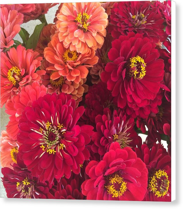 Peach and Pink Zinnias - Canvas Print