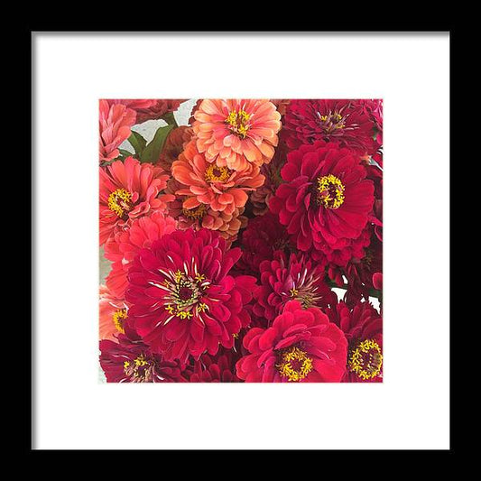 Peach and Pink Zinnias - Framed Print