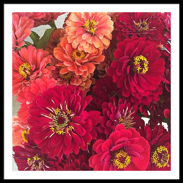 Peach and Pink Zinnias - Framed Print