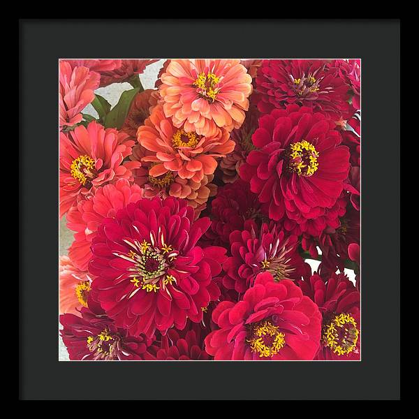 Peach and Pink Zinnias - Framed Print