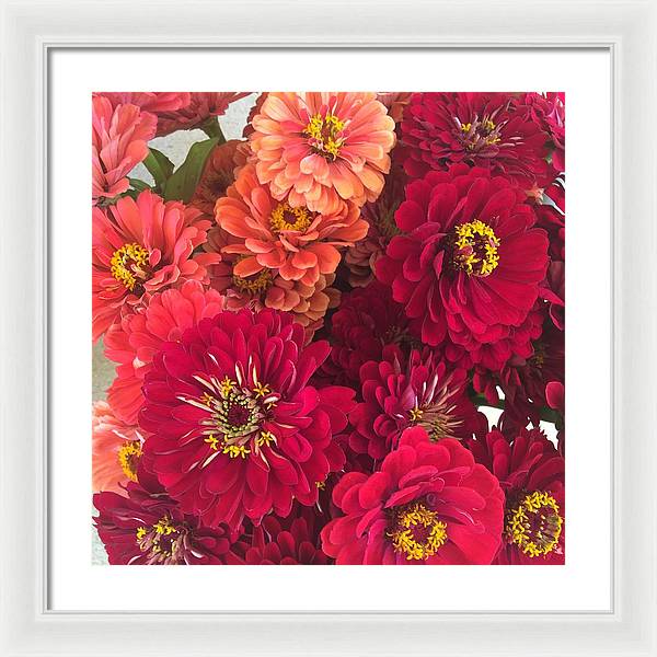 Peach and Pink Zinnias - Framed Print