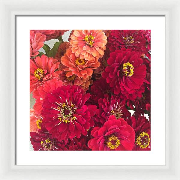 Peach and Pink Zinnias - Framed Print