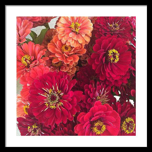 Peach and Pink Zinnias - Framed Print