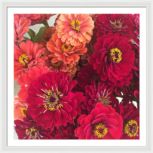 Peach and Pink Zinnias - Framed Print