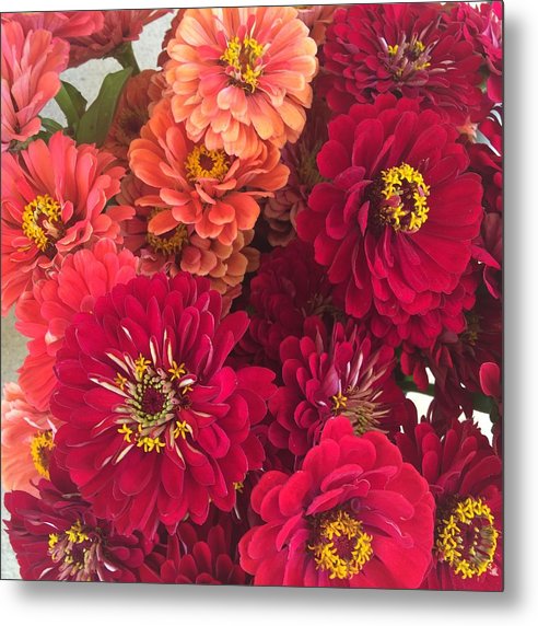 Peach and Pink Zinnias - Metal Print