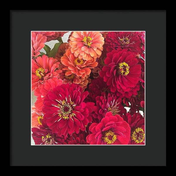Peach and Pink Zinnias - Framed Print