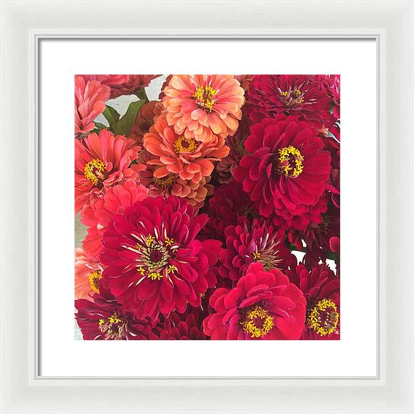 Peach and Pink Zinnias - Framed Print