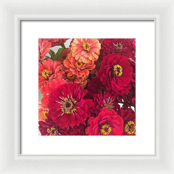 Peach and Pink Zinnias - Framed Print
